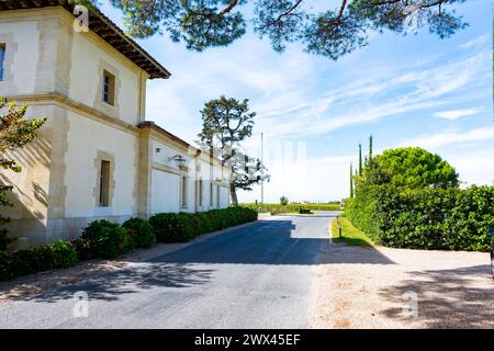 Harvest of grapes in Pomerol village, production of red Bordeaux wine, Merlot or Cabernet Sauvignon grapes on cru class vineyards in Pomerol, Saint-Em Stock Photo