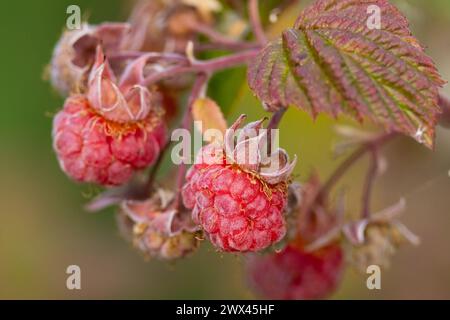 raspberry Stock Photo
