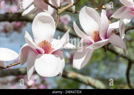 Magnolia 'Athene', close-up of the large cup-shaped white and pink flowers on the spring flowering tree, UK Stock Photo