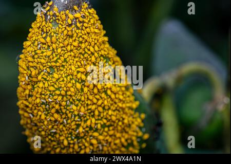 Close up of Yellow aphids swarm on the fruit of Calotropis gigantea. These are the sucking pest which is harmful for agricultural and garden plant. Stock Photo