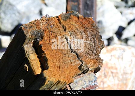 Tree rings visible on old planks of wood used as part of machinery Stock Photo