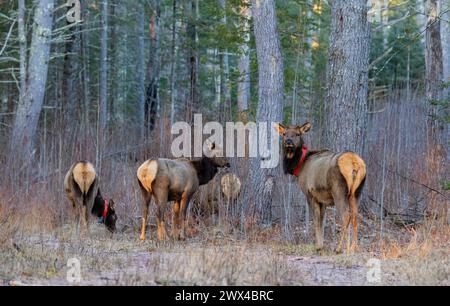 Elk herd on a March morning in Clam Lake, Wisconsin. Stock Photo