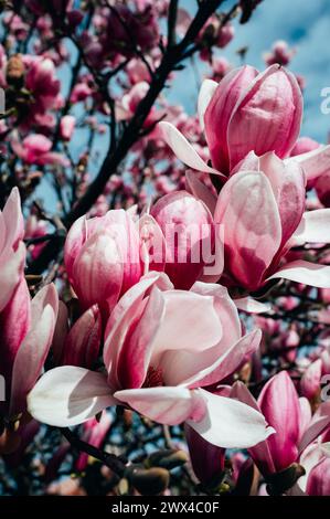 Beautiful light pink magnolia flowers on blue sky background Stock Photo