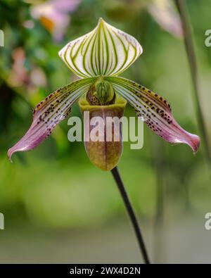 Lady's Slipper Orchid Stock Photo