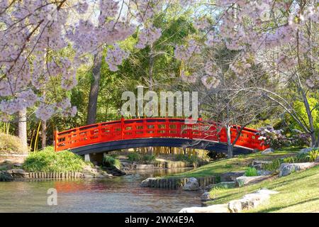 Red bridge in a Japanese Garden with Spring flowering Cherry trees at Duke Gardens in Durham, NC Stock Photo