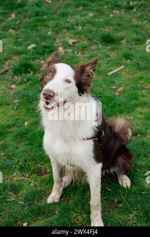Brown and white Border Collie dog posing on the grass in the park sticking out the tongue with open mouth Stock Photo