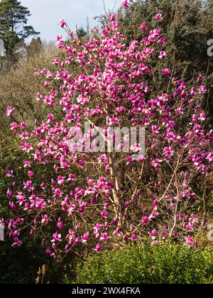 Red-pink flowers of the early spring flowering ornamental deciduous tree, Magnolia campbellii 'Margaret Helen' Stock Photo