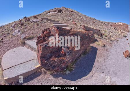 Concrete steps going around a large fossilized tree along the Giant Logs Trail in Petrified Forest National Park Arizona. Stock Photo