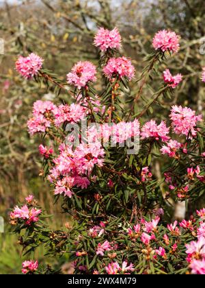 Small pink flowers of the early spring bloming hardy evergreen shrub for acid soils, Rhododendron scabrifolium var spiciferum Stock Photo