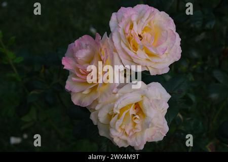 Three white roses close up Stock Photo