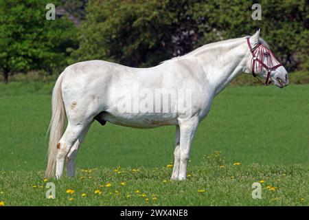 Der Andalusier aus Spanien Ein stolzer Andalusier ist eine aus Spanien stammende Pferderasse. Es ist eine sehr alte Pferderasse im barocken Typ, der hier auf einer Weide steht *** The Andalusian from Spain A proud Andalusian is a breed of horse originating from Spain It is a very old breed of horse in the baroque type, standing here in a pasture Stock Photo