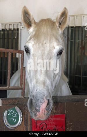 Der Andalusier aus Spanien Ein stolzer Andalusier ist eine aus Spanien stammende Pferderasse. Es ist eine sehr alte Pferderasse im barocken Typ, der hier aus seiner Box blickt. *** The Andalusian from Spain A proud Andalusian is a horse breed originating from Spain It is a very old horse breed in the baroque type, which looks out of its box here Stock Photo