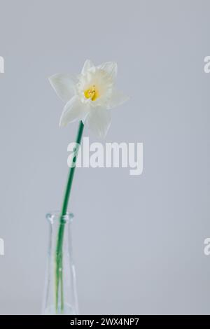 Beautiful White Daffodil (narcissus Flower) On A Grey Background 