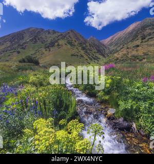 Mountain stream with cascades of waterfalls among grasses in summer in ...