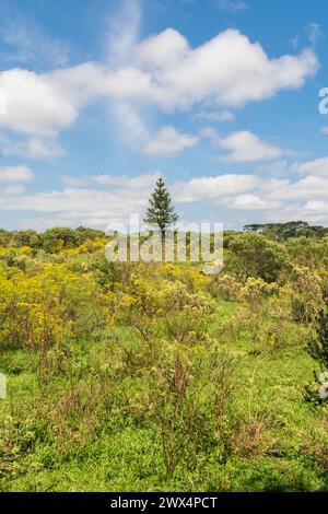 Spring landscape at Ronda Municipal Park in Sao Francisco de Paula ...