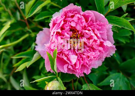 close-up view of a single peony bud, on the brink of blooming, Stock Photo