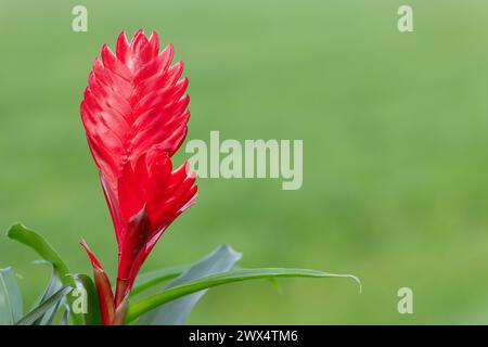 Close up of a vriesea cristiane flower in bloom Stock Photo