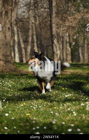 Black Tricolor Rough Collie walks in spring park on sunny day and poses. Funny Scottish Collie dog, Long-haired English Collie stays in nature. Full l Stock Photo