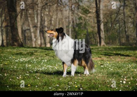 Black Tricolor Rough Collie walks in spring park on sunny day and poses. Funny Scottish Collie dog, Long-haired English Collie stays in nature. Full l Stock Photo