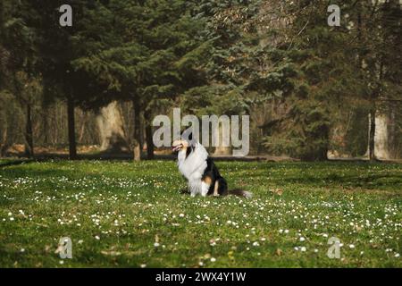 Tricolor Rough Collie walks in spring park on sunny day and poses. Scottish Collie dog, Long-haired English Collie sits in nature on green grass with Stock Photo