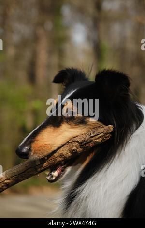 Black Tricolor Rough Collie walks outside in spring park on sunny day and plays with tree branch. Funny Scottish Collie dog, Long-haired English Colli Stock Photo