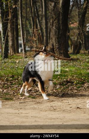 Black Tricolor Rough Collie walks outside in spring park on sunny day and plays with tree branch. Funny Scottish Collie dog, Long-haired English Colli Stock Photo