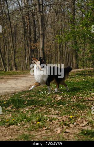 Black Tricolor Rough Collie walks outside in spring park on sunny day and plays with tree branch. Funny Scottish Collie dog, Long-haired English Colli Stock Photo