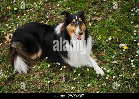 Tricolor Rough Collie poses in spring park on sunny day. Scottish Collie dog, Long-haired English Collie lies in nature on green grass with wild flowe Stock Photo