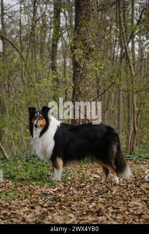 Tricolor Rough Collie stays and poses in spring park. Black Scottish Collie dog, Long-haired English Collie walks in forest. Full length side view Por Stock Photo