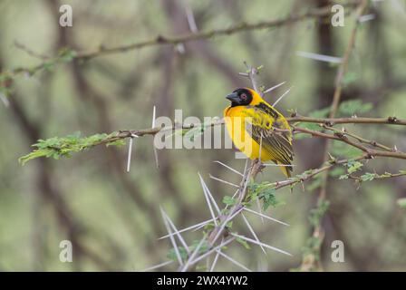 Village weaver (Ploceus cucullatus), also known as the black-headed weaver. Adult male in breeding plumage Stock Photo