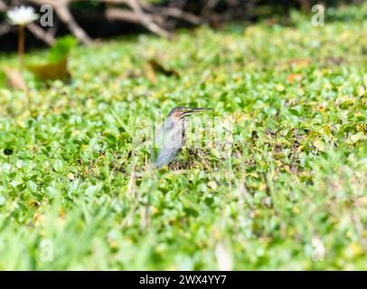 A green heron, Butorides virescens, perched on the ground surrounded by green grass in Mexico. Stock Photo