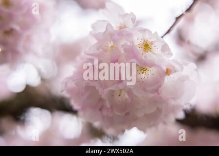 Cherry Trees In Full Blossom Stock Photo