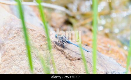 A blue epaulet skimmer Orthetrum chrysostigma dragonfly sitting on top of a rock. Stock Photo