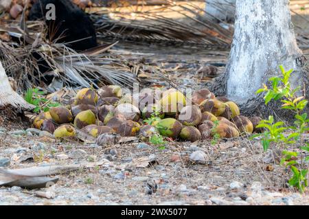 Coconuts scattered on the ground near a tree in Mexico Stock Photo