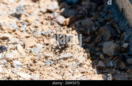 A small Chisos Banded Skipper Thorybes cincta butterfly with brown and black wings sitting calmly on the ground. Stock Photo