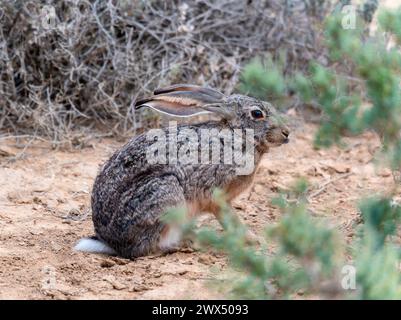 A Cape Hare Lepus capensis sitting in the dirt next to a bush in South Africa, displaying typical behavior in its natural habitat. Stock Photo