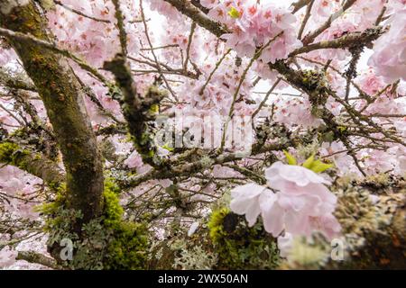 Cherry Trees In Full Blossom Stock Photo