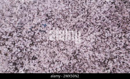 Cherry Trees In Bloom Stock Photo