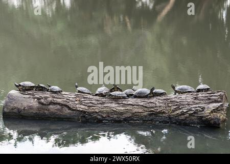 Twelve turtles on a log waiting for the sun. Stock Photo