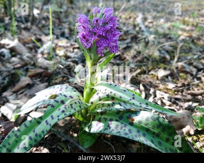 Heath Spotted Orchid (Dactylorhiza Maculata) growing in a meadow in central Scotland Stock Photo