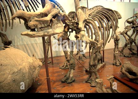 Display of a reconstruction of an extinct megafauna skeleton at Museum Geologi (Geology Museum) in Bandung, West Java, Indonesia. Stock Photo