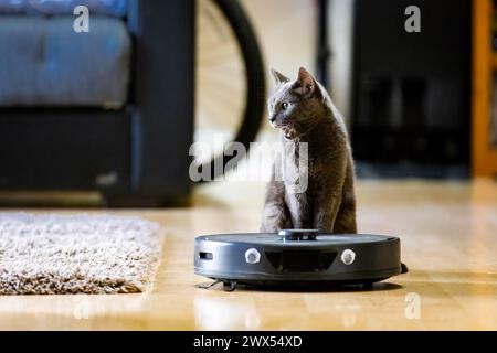 Surprised and curious cat close to robotic vacuum cleaner close up portrait Stock Photo