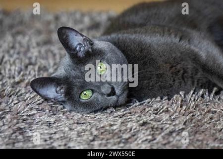 Close up beautiful portrait of russian blue cat lying on carpet Stock Photo