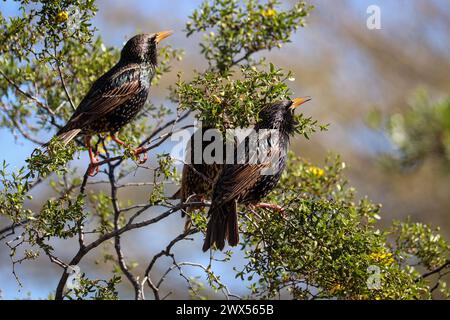 Small group of common starlings or Sturnus vulgaris singing in a creosote bush at the Veteran's oasis park in Arizona. Stock Photo