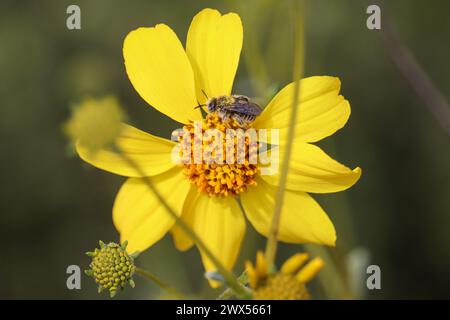 Close up of a chimney bee perching on a brittlebush flower at the Riparian water ranch in Arizona. Stock Photo