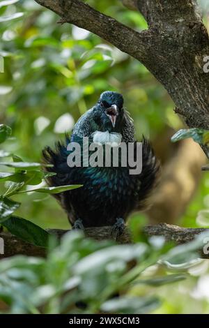 Singing Tui Bird in a tree. Tui birds are native to New Zealand and they are highly territorial and will aggressively defend their space. Stock Photo