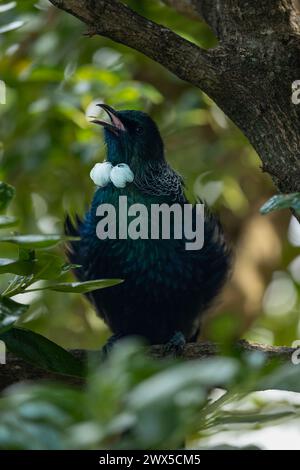 Singing Tui Bird sticking out his tongue while singing in a tree. Tui birds have specialized tongues with brush-like tips. Stock Photo