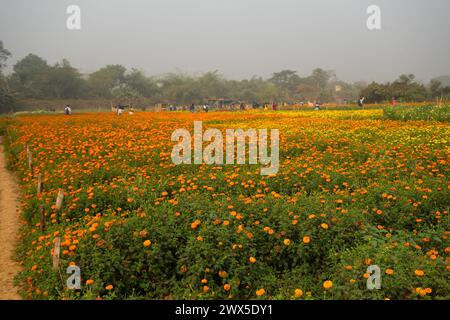 Vast field of orange marigold flowers at valley of flowers, Khirai, West Bengal, India. Flowers are harvested here for sale. Tagetes, herbaceous plant Stock Photo