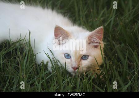 Red flame point ragdoll kitten cat lying in the grass Stock Photo