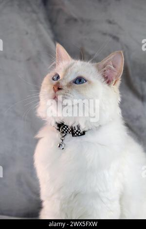Cute portrait of a red-point ragdoll kitten cat Stock Photo - Alamy